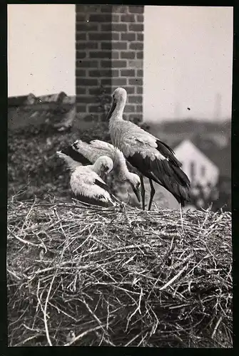 Fotografie Storchennest - Storchenhorst, Storch Altvogel nebst Küken