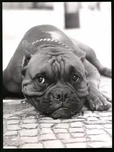 Fotografie Hund - Boxer liegt auf dem Boden