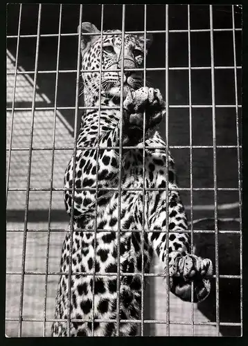 Fotografie Röhnert, Berlin, Ansicht Zürich, Afrikanischer Leopard im Zoologischen Garten