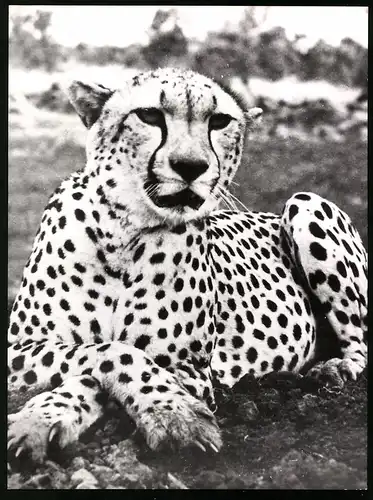 Fotografie Röhnert, Berlin, Raubkatze - Gepard Pippa wurde wieder ausgewildert