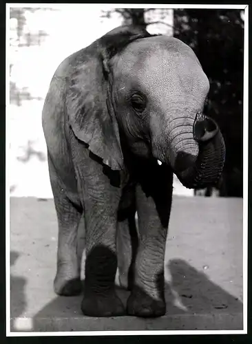 Fotografie Röhnert, Berlin, junger afrikanischer Elefant - Elephant