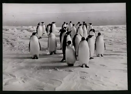 Fotografie Röhnert, Berlin, flugunfähige Vögel Pinguine - Pinguin