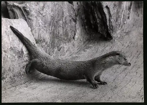 Fotografie Röhnert, Berlin, Ansicht Zürich, Fischotter im Zoologischen Garten