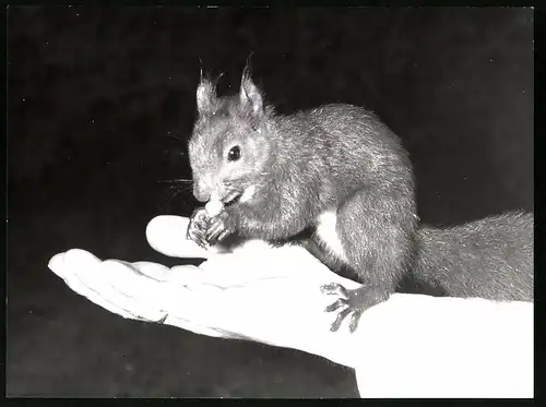 Fotografie Röhnert, Berlin, Eichhörnchen frisst aus der Hand