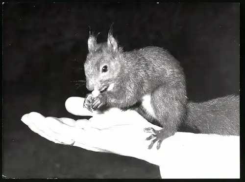 Fotografie Röhnert, Berlin, niedliches Eichhörnchen frisst Jemandem aus der Hand