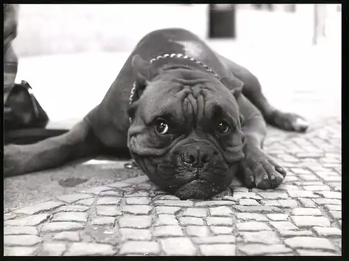 Fotografie Röhnert, Berlin, Hund Boxer liegt dösend am Boden