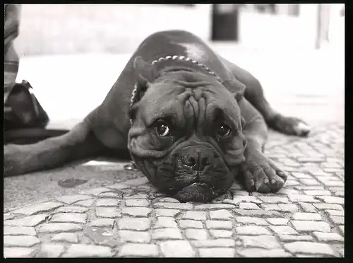 Fotografie Röhnert, Berlin, Hund Boxer auf dem Bürgersteigt dösend