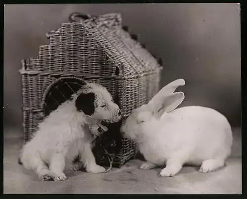 Fotografie Tierfreundschaft, Hund & Kaninchen beschnuppern sich