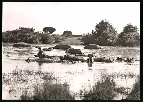 Fotografie Nilpferde - Hippos in einem Fluss in Afrika, Filmszene aus einer Disney Tier-Dokumentation
