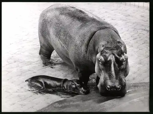 Fotografie Röhnert, Berlin, Nilpferd - Hippo mit Jungtier in einem Zoo-Gehege
