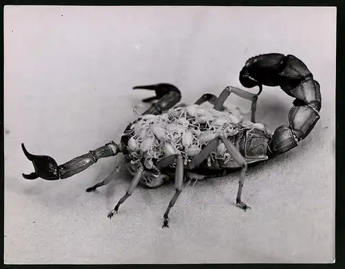 Fotografie Röhnert, Berlin, Ansicht Zürich, Skorpion mit Jungtieren im Zoologischen Garten