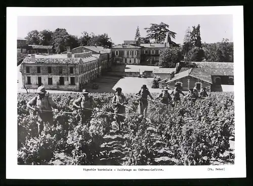 Fotografie Feher, Ansicht Bordeaux, Chateau-Lafitte, Weinbau, Arbeiter sprühen Pflanzenschutzmittel im Weinberg