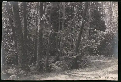 Fotografie F. Fischer, Baumbestand in einem idyllischen Waldstück, Foto rechts unten signiert: F. Fischer 22