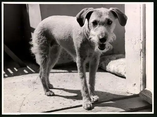 Fotografie Röhnert, Berlin, Hund - Irish Terrier