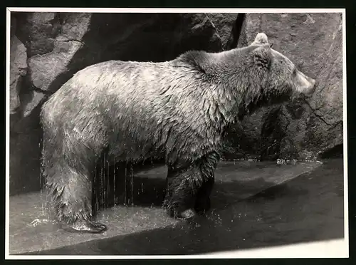 Fotografie Röhnert, Berlin, Bär - Braunbär in einem Zoo-Gehege