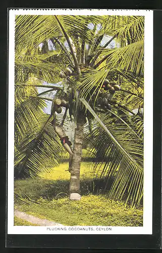AK Ceylon, Plucking Cocoanuts