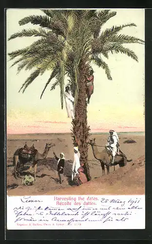 AK Harvesting the dates, Männer mit Kamelen beim Datteln-Ernten