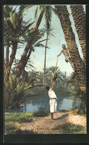AK La recolte des dattes, Junge pflückt Datteln