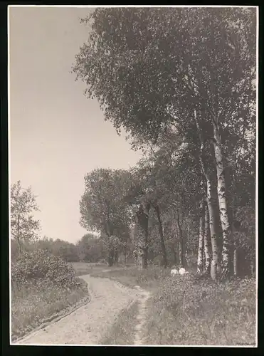 Fotografie F. Fischer, idyllischer Feldweg von Birken & anderen Bäumen gesäumt, Signatur rechs unten: F. Fischer 24