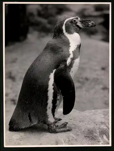 Fotografie Röhnert, Berlin, Pinguin in einem Zoogehege