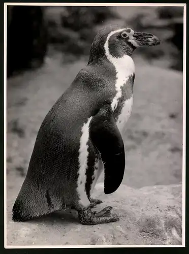 Fotografie Röhnert, Berlin, Pinguin flugunfähiger Vogel in einem Zoogehege