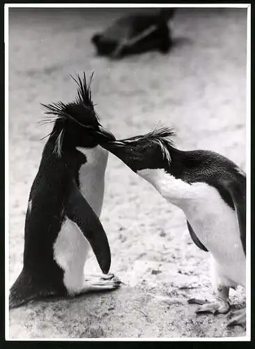 Fotografie Röhnert, Berlin, Pinguin-Paar in einem Zoogehege