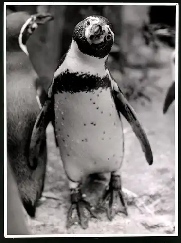 Fotografie Röhnert, Berlin, Pinguin betrachtet einen Artgenossen