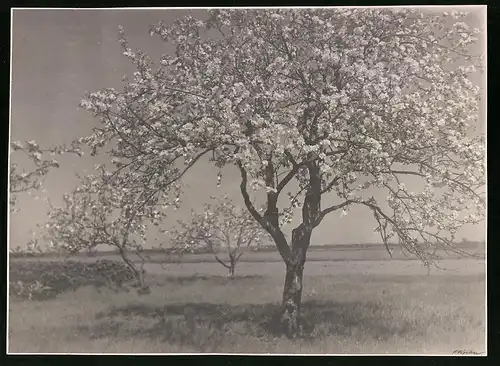 Fotografie F. Fischer, blühender Obstbaum auf einem weiten Feld, Signatur Ecke rechts unten: F. Fischer