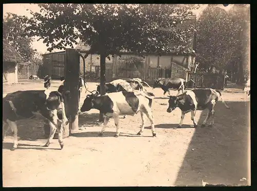 Fotografie Viehtrieb, Rinder - Jungbullen werden auf eine Weide getrieben