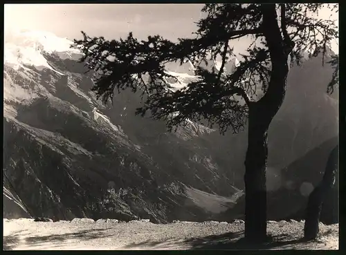 Fotografie unbekannter Fotograf, Ansicht Trafoi, Baumgrenze oberhalb der Ortschaft
