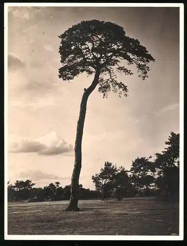 Fotografie Fotograf unbekannt, hoch gewachsene Kiefer im offenen Gelände