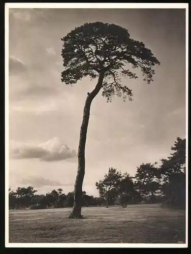 Fotografie allein stehende hoch gewachsene Kiefer in einem Landschaftspark