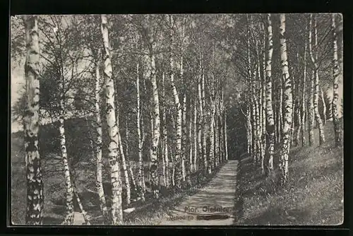 AK Mor. Olesnice, Blick in einen Waldweg