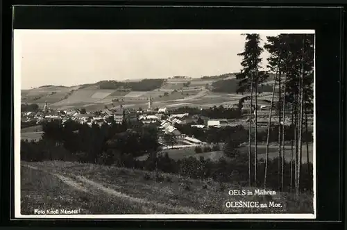 AK Olesnice na Mor., Panorama