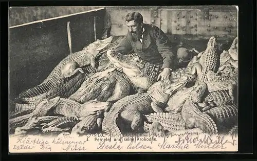 AK Pernelet und seine Krokodile