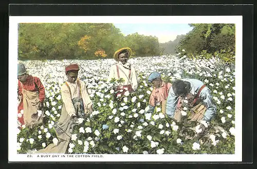 AK A busy day in the Cotton Field