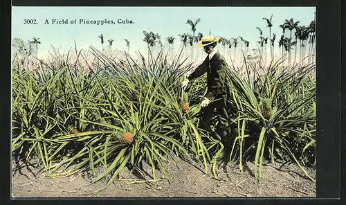 AK Cuba, A Field of Pinneapples, Man at Work