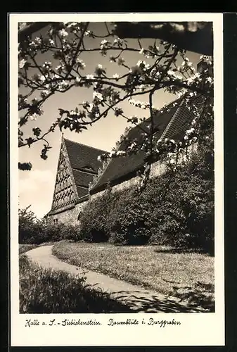 AK Halle-Giebichenstein /Saale, Baumblüte i. Burggraben