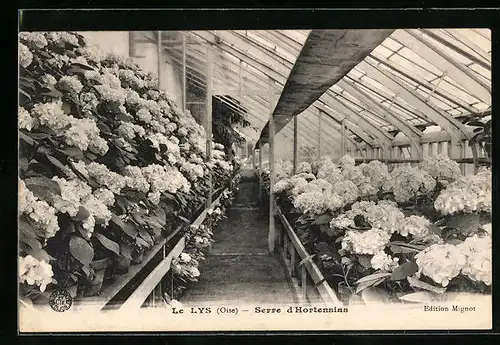 AK Le Lys, Serre d`Hortensias