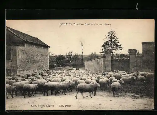 AK Serans, Sortie des moutons