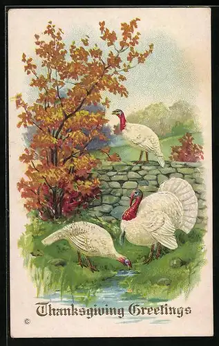 Präge-AK Thanksgiving Greetings, Truthahn mit seinen Hennen