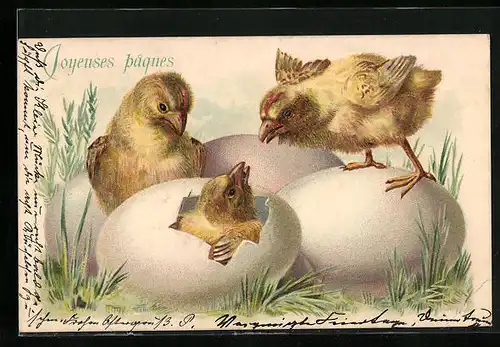 Präge-AK Ostergruss, Joyeuses pâques, Osterküken