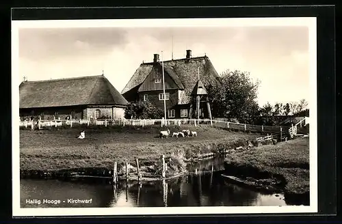 AK Hallig Hooge, Blick auf die Kirchwarf mit Weide