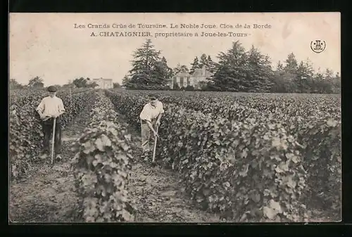 AK Joué-lès-Tours, Les Grands Crûs de Touraine, Chataignier