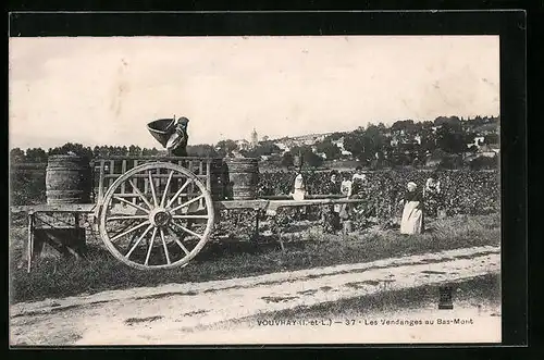 AK Vouvray, Les Vendanges au Bas-Mont