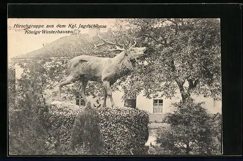 AK Königs-Wusterhausen, Hirschgruppe aus dem Kgl. Jagdschlosse