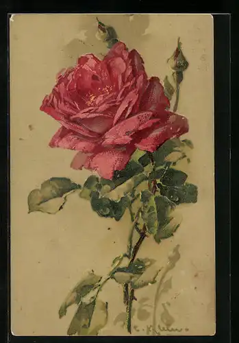 Künstler-AK Catharina Klein: Blühende Rose