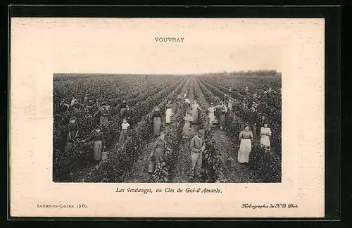 AK Vouvray, Les vendanges, au Clos du Gué-d`Amants