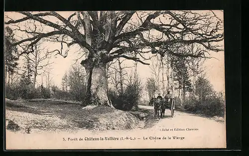 AK Château-la-Vallière, Le Chêne de la Vierge