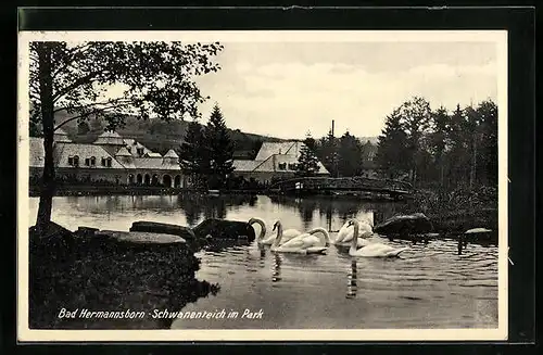 AK Bad Hermannsborn, Schwanenteich im Park